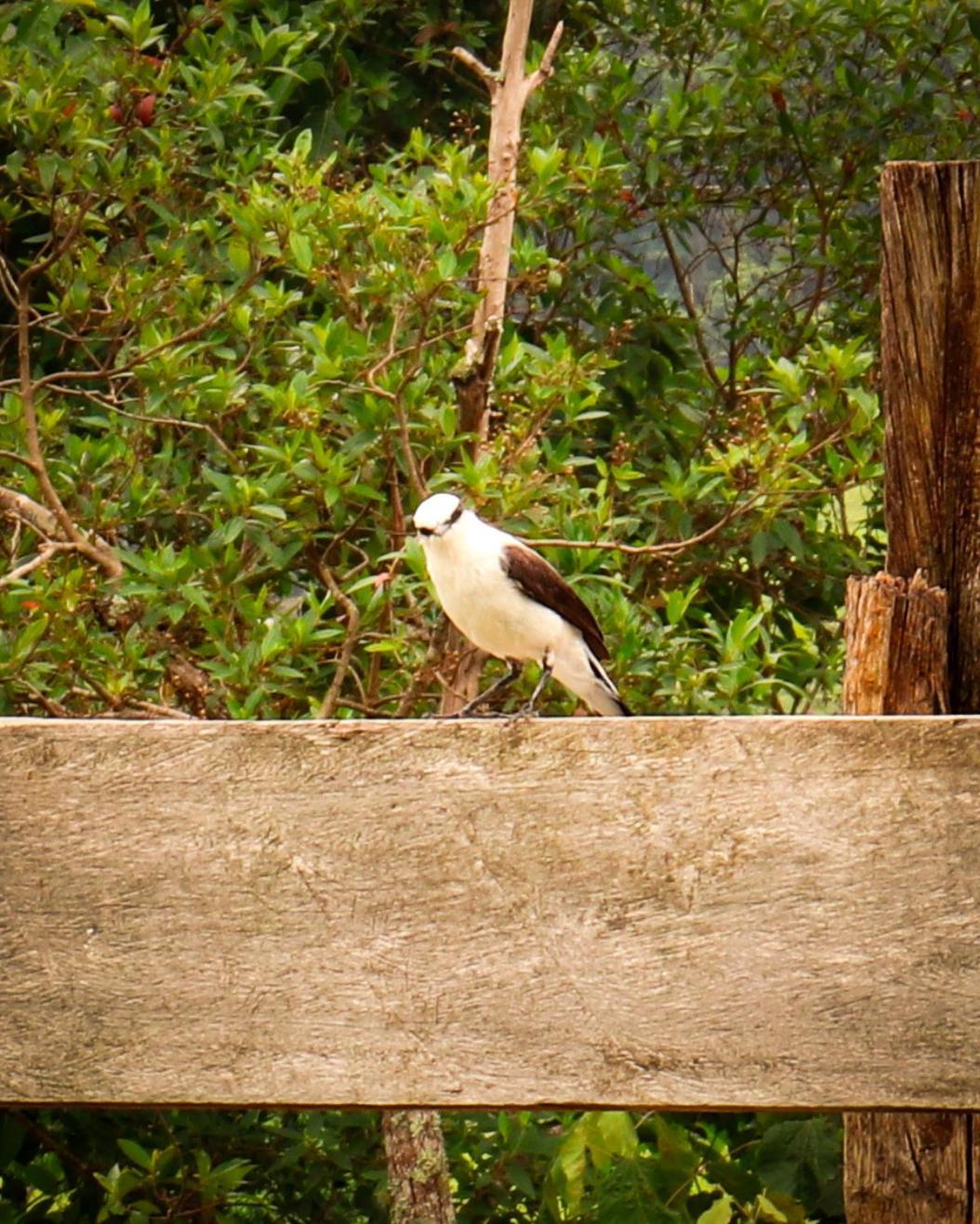 Pousada Velho Chico Vargem Bonita Exterior foto